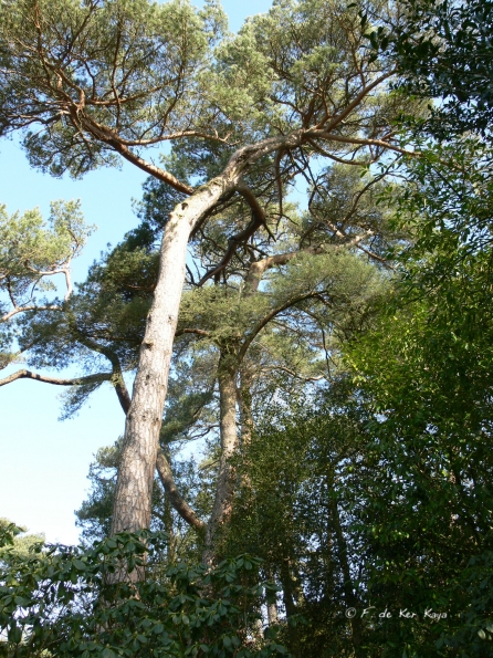 Bois des Moutiers (18) mars 2012